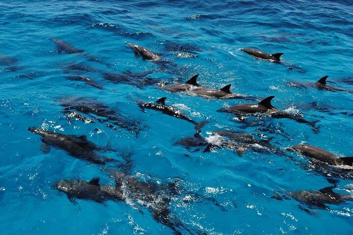 Marsa Alam Observação de golfinhos com snorkeling e almoço
