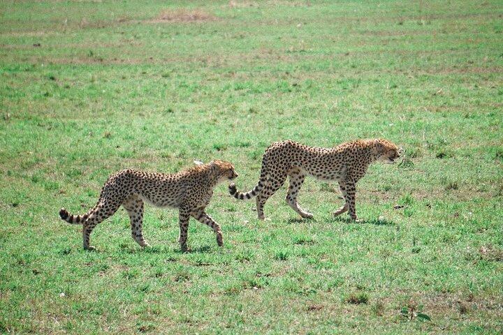 6 Days Masai Mara – Nakuru – Amboseli Budget Shared Safari
