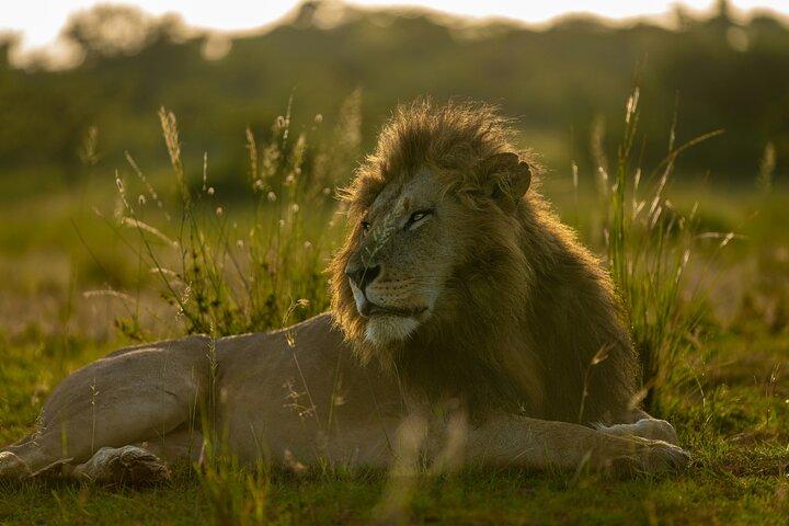6 Days Masai Mara – Nakuru – Amboseli Budget Shared Safari