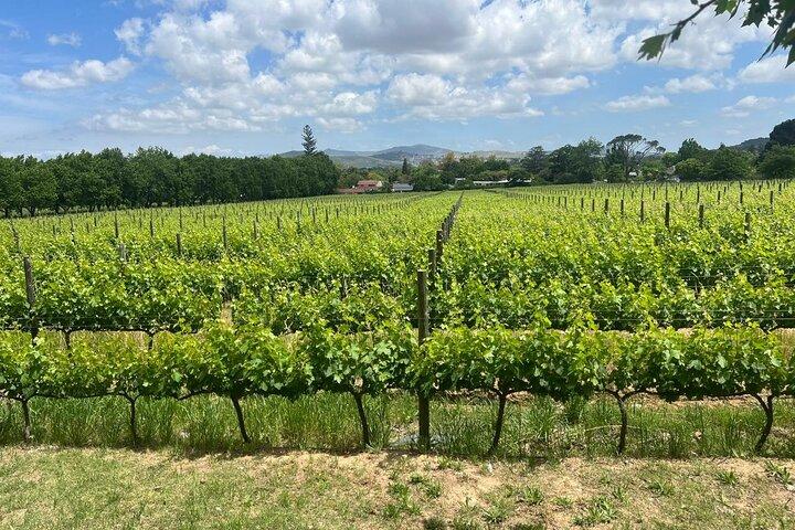 Op maat gemaakte Stellenbosch en Franschhoek Winelands Small Group