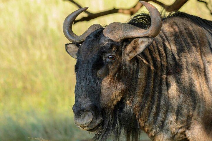 7 jours Visiter le Kenya Budget partagé Rejoindre Safari