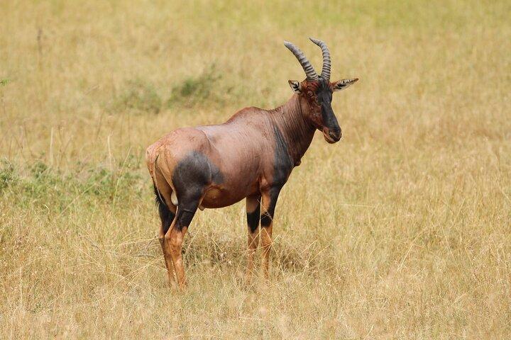 Anmeldelse af Akegera Big Five and Boat Safari