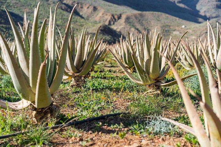 Sommets de Gran Canaria en minibus : Firgas, Teror, Aloe Vera et plus