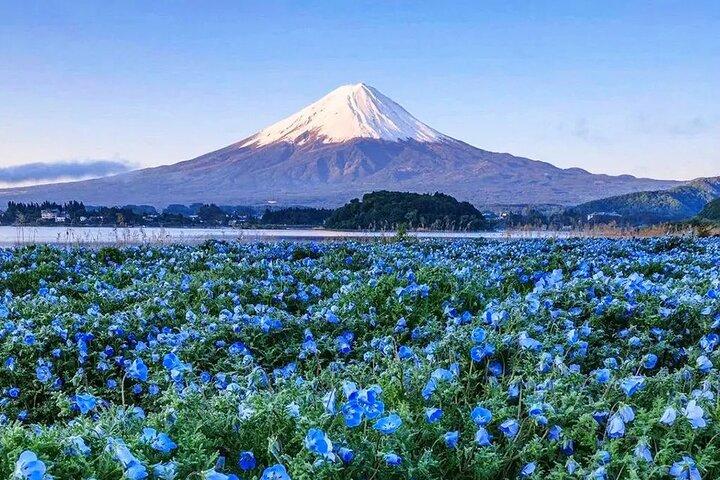 Instagram Mt. Fuji Spots & Kawaguchiko's Four Seasons Flower Tour