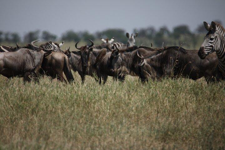 8 dagars mellanklass Serengeti Wildebeests migrationstur