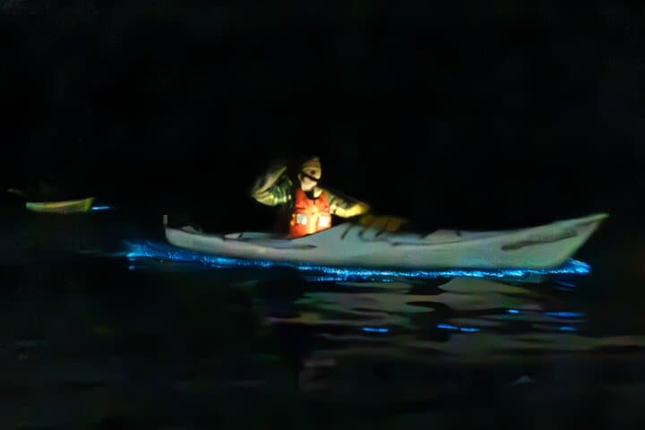 Auckland Bioluminescence Kayak Tour