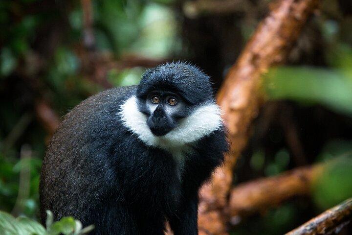 Nyungwe nationalpark: En 3-dagars vildmarksresa