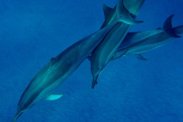 ケアラケクア湾でのモーニング マジック カヤックとシュノーケル アドベンチャー