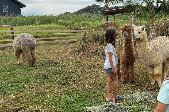 Alpaca Farm Experience sulla strada per Hana