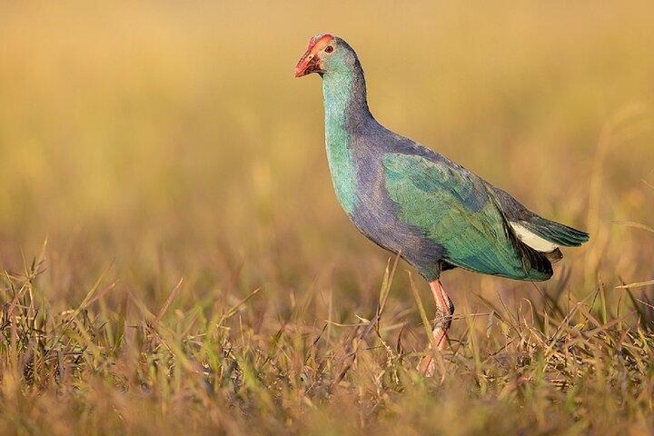 Eine Tagestour durch Bharatpur Vogelschutzgebiet von Agra