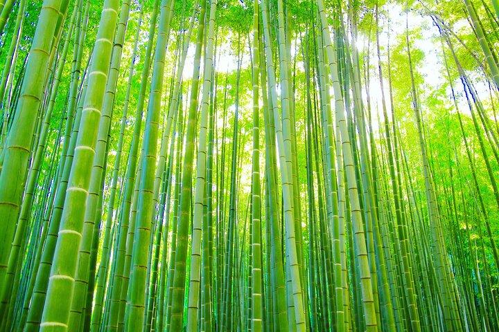 Buda, Bambu e Zen - Passeios Privados Personalizados em Kamakura