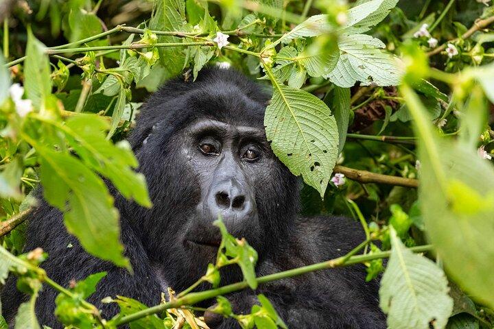 1 giorno Uganda Gorilla Trekking al Parco Nazionale di Mgahinga
