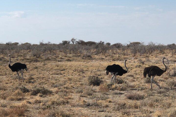 2-dages guide til Etosha Safari