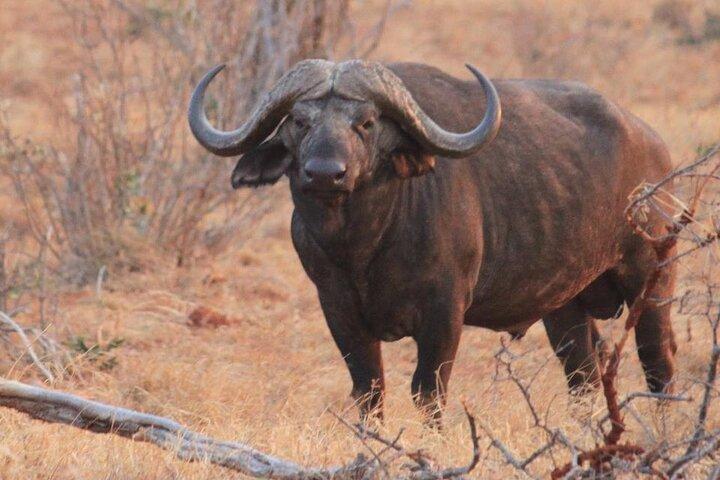 3 Días 2 Noches Safari Tsavo East National Park- desde Nairobi