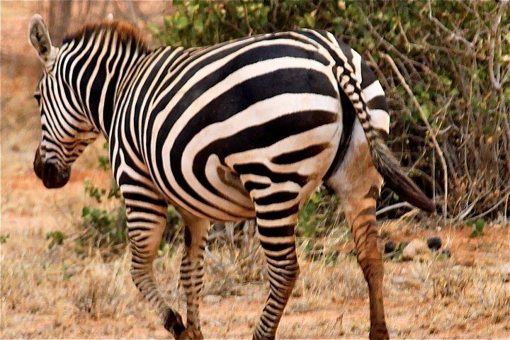 3 Días 2 Noches Safari Tsavo East National Park- desde Nairobi
