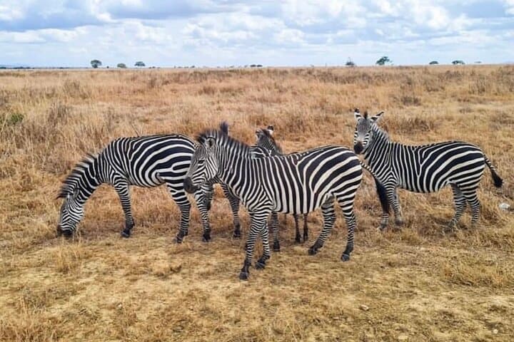 2 Days Tarangire and Ngorongoro Fly in From Zanzibar