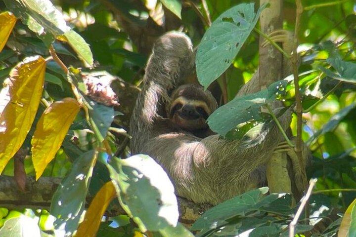 Visite guidée du parc national Manuel Antonio !