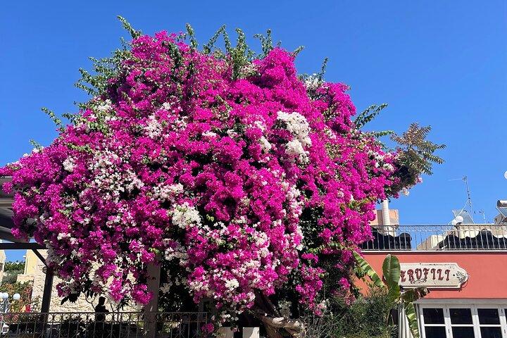 Privé-Chania + Rethimnon oude binnenstad-Kournas Lake-Van Heraklion