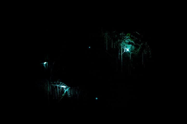 Auckland Glowworm Tours
