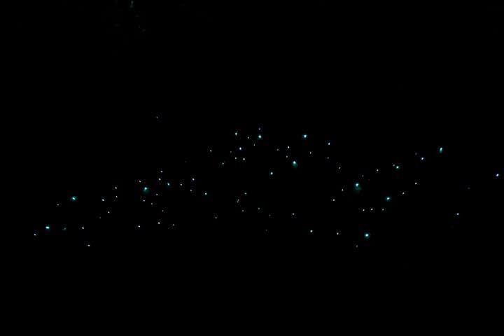 Auckland Glowworm Tours