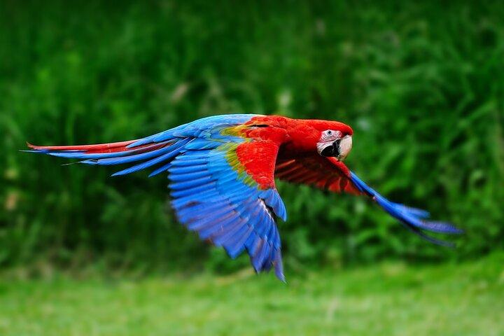 4-Tage-Dschungelcamping ab Iquitos