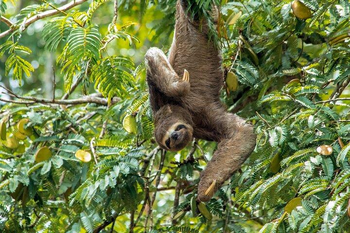 5 giorni Jungle Camping Odyssey da Iquitos