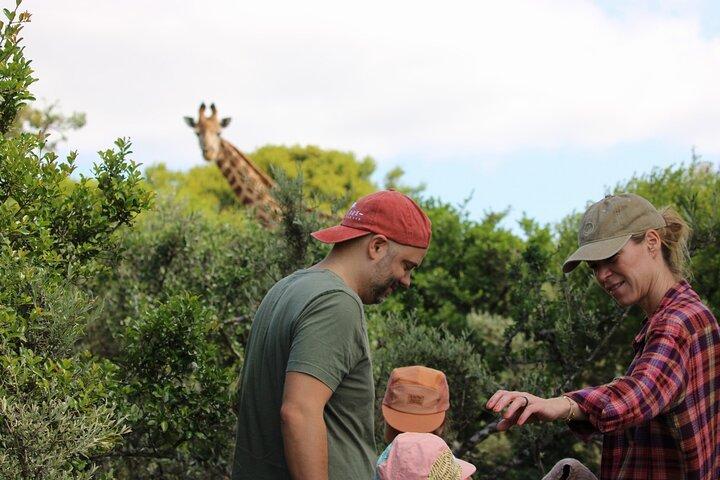 Giraffe Tracking 4x4 Safaris