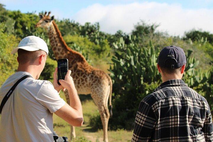 Giraffe Tracking 4x4 Safaris