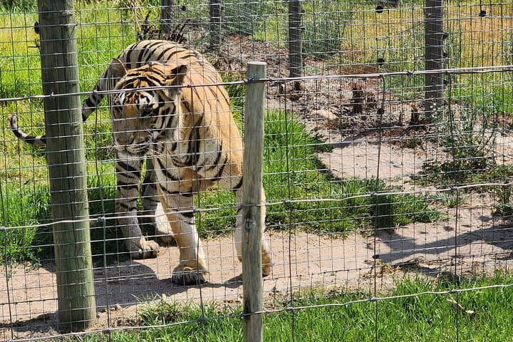 CT Giraffes house lion's park,Cheetah encounter and Wine Tasting