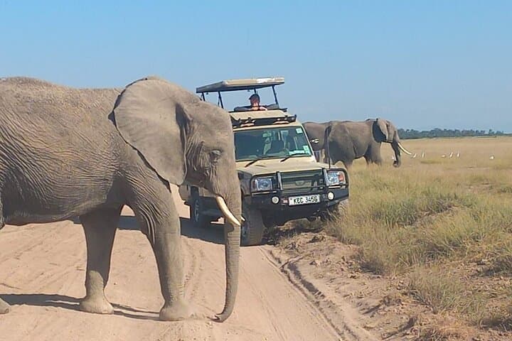 Day tour Amboseli National Park and masai village from Nairobi.
