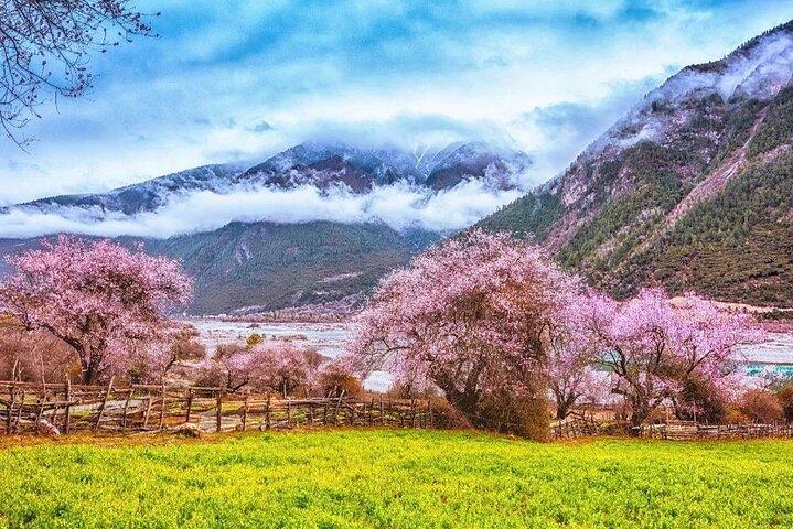13 dage Nyingchi Peach Blossom Festival tur