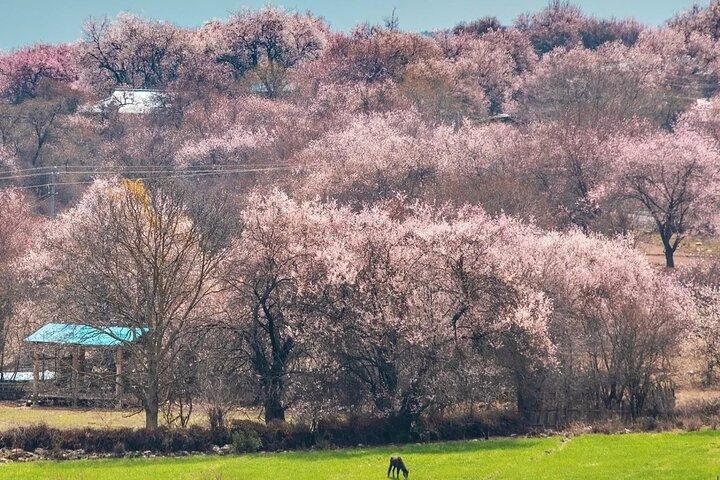 13 dage Nyingchi Peach Blossom Festival tur