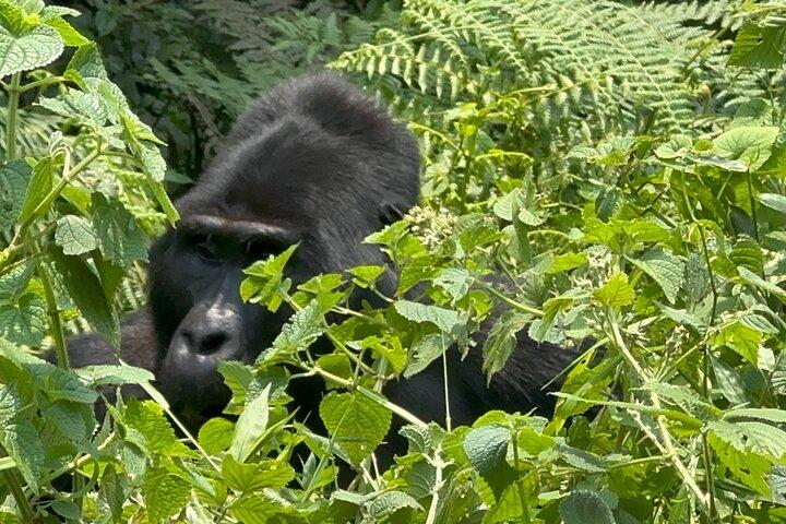 Hoteller i nærheden af Bwindi Impenetrable National Park