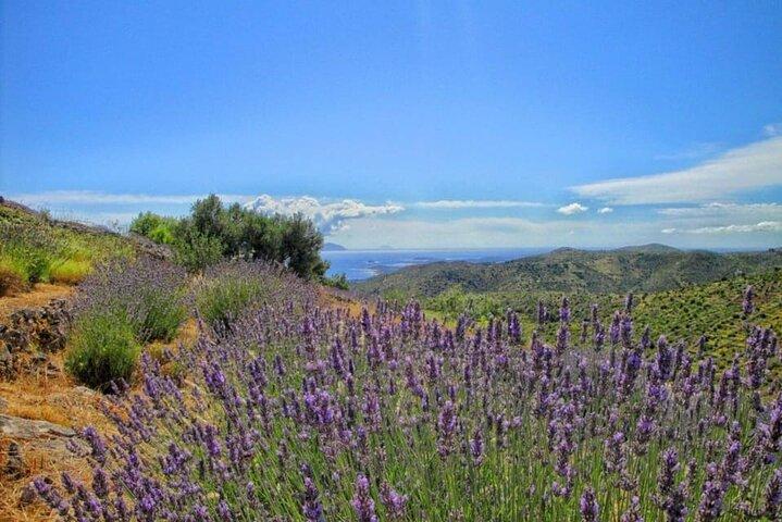 Hvar: Eilandtour met wijn- en olijfolieproeverij