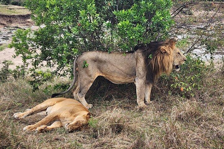 3-dages Masai Mara Safari tur til Kenya