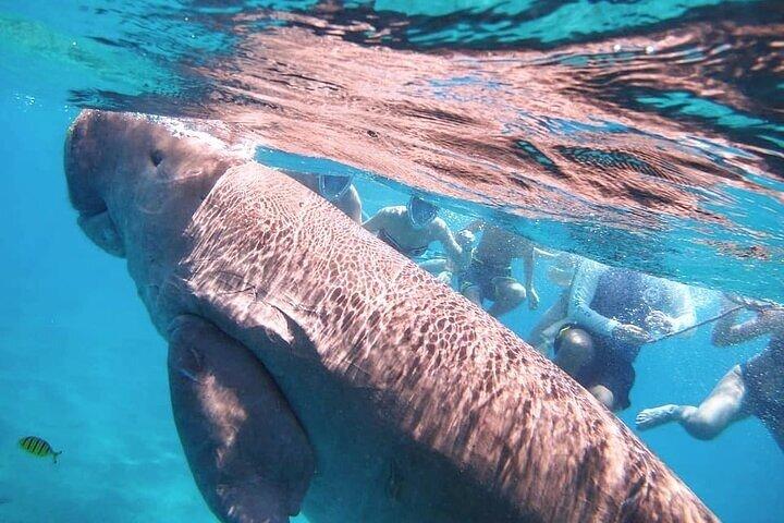 Marsa Mubarak Boat Trip with Dugongs and Turtles From Hurghada
