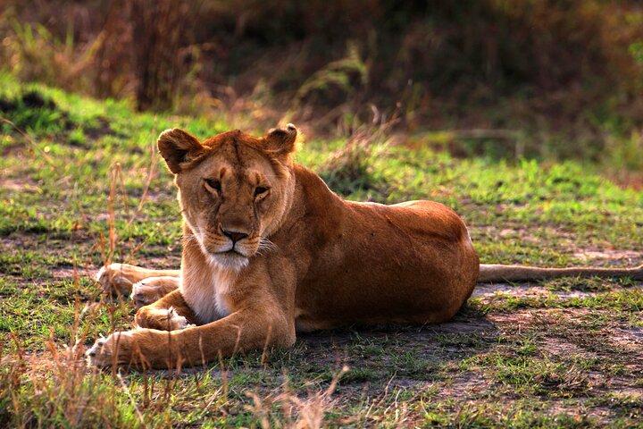 3-dagars Masai Mara-gruppen ansluter sig till budgetsafari