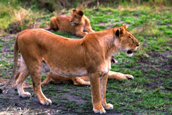 3-dagars Masai Mara-gruppen ansluter sig till budgetsafari