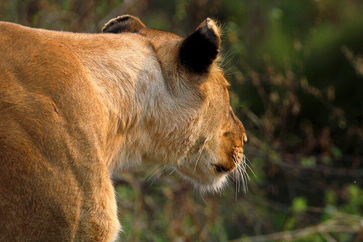 3-dagars Masai Mara-gruppen ansluter sig till budgetsafari