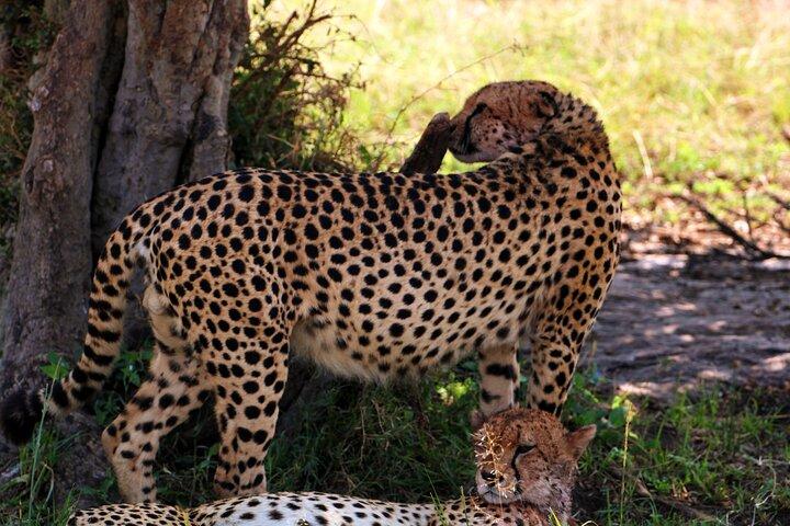 3-dagars Masai Mara-gruppen ansluter sig till budgetsafari