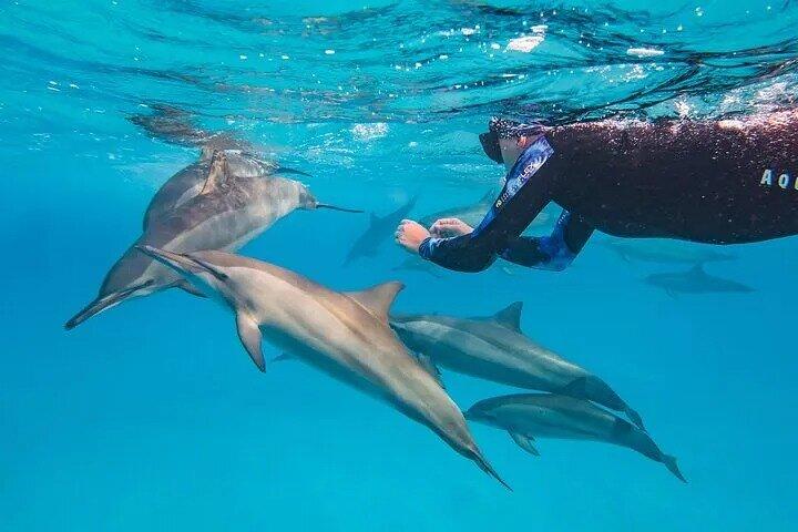 Dolphin House Samadai Reef Boot-snorkeltrip vanuit Marsa Alam