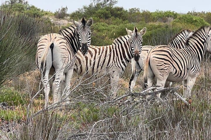 Safari Game Drive - Yzerfontein