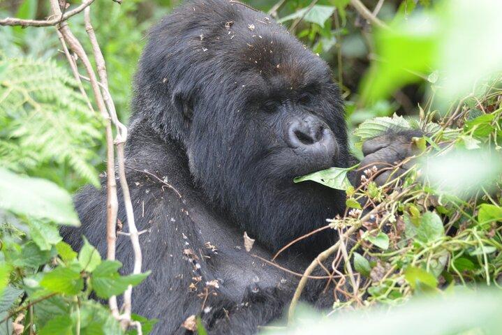 Gorilla e scimmie d'oro in Uganda e Ruanda
