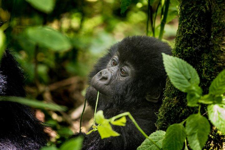 Gorilla e scimmie d'oro in Uganda e Ruanda