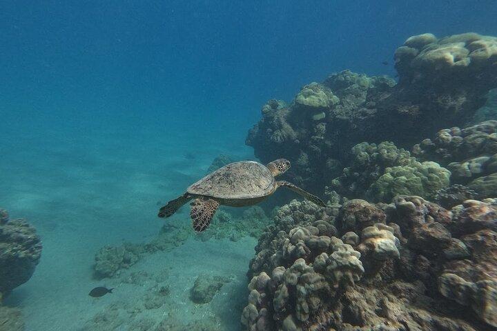 Hanauma Bay geführte Schnorcheltour mit Transport