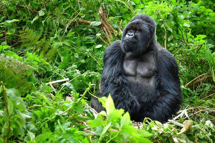 Trekking in gorilla di 3 giorni in Uganda e Lago Bunyonyi da Kigali