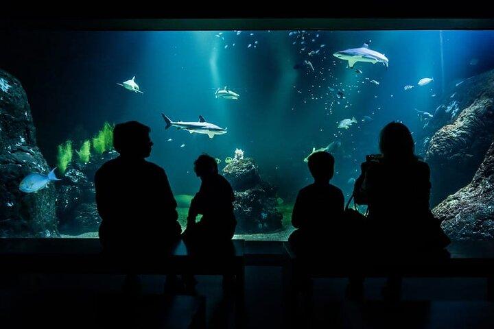 ヨーテボリ・ユニヴァーサウムチケット-水族館、科学、野生動物、動物園