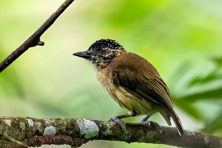 Observação de aves em Cerro Blanco Reserve Guayaquil