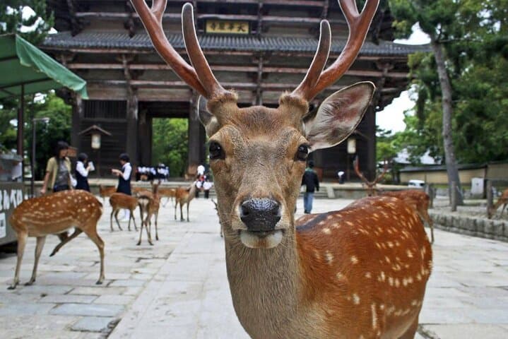 Kyoto Arashiyama Fushimi Inari Taisha Shrine and Nara Park Tour