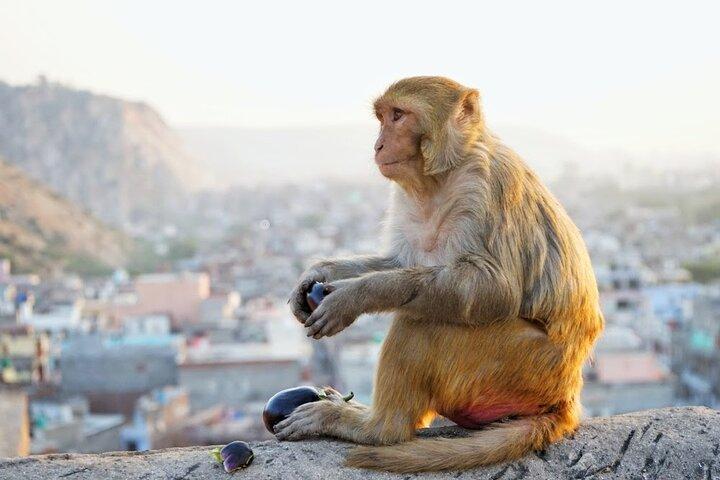 Tour della città di Jaipur con Guida e Tempio del Sole